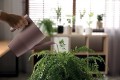 Konewka 2l IBIS IKI2 węgiel Nowoczesna i praktyczna PROSPERPLAST