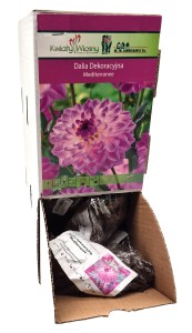 Dalia dekoracyjna Mediterrannee bulwa 1szt 70cm