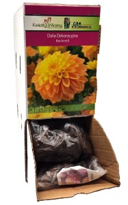 Dalia dekoracyjna Bocherell bulwa 1szt 90cm