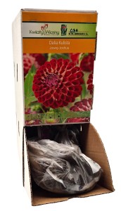 Dalia kulista Jowey Joshua Bulwa 1szt 90cm