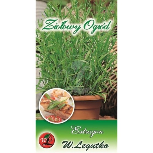 Estragon - zioła wieloletnie LEGUTKO