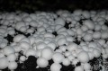 Grzybnia PIECZARKI 50x45cm+torf(e-sklep)