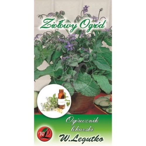 Ogórecznik lekarski - zioła LEGUTKO