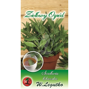 Szałwia lekarska - zioła wieloletnie LEGUTKO