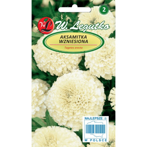 Aksamitka wzniesiona Kremowobiała LEGUTKO