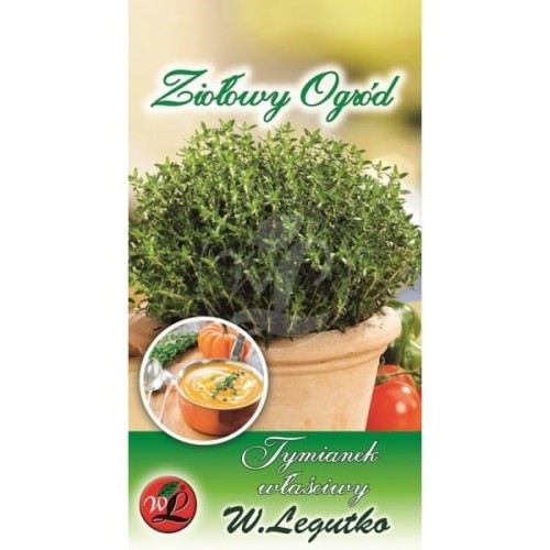 Tymianek właściwy - zioła wieloletnie LEGUTKO