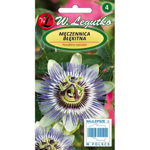 Męczennica Niebieska pnąca 2m doniczkowa LEGUTKO