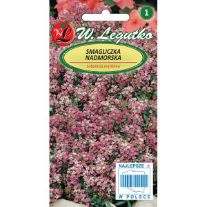 Smagliczka nadmorska Różowa na skalniak LEGUTKO
