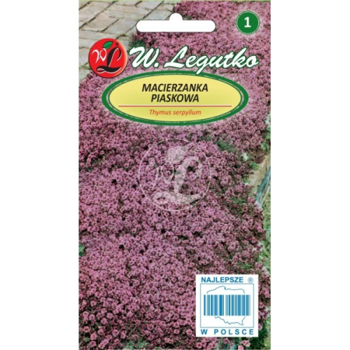 Macierzanka piaskowa dwuletnia LEGUTKO