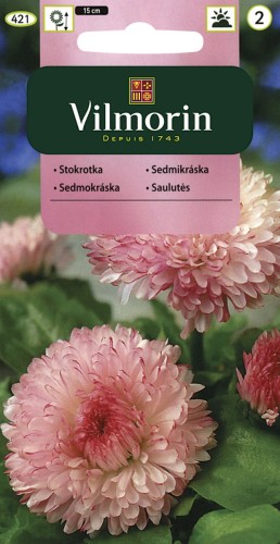 Stokrotka olbrzymia Maria Różowa VILMORIN