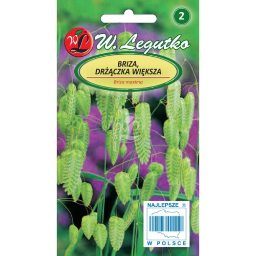 Briza olbrzymia, Drżączka większa Trawa LEGUTKO