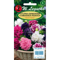 Petunia ogrodowa pełna Polka F2 Mix LEGUTKO