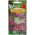 Goździk wspaniały wieloletni Mix kolorów LEGUTKO