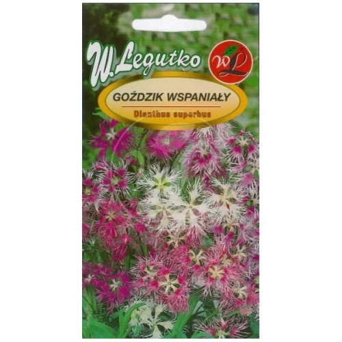 Goździk wspaniały wieloletni Mix kolorów LEGUTKO