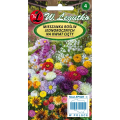Mieszanka roślin jednorocznych na kwiat cięty LEGUTKO