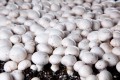 GRZYBNIA PIECZARKI W BARDZO DUŻYCH KOSTKACH 20kg