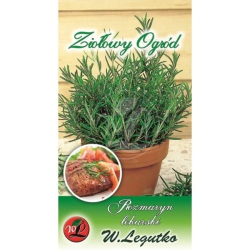 Rozmaryn - zioła wieloletnie LEGUTKO