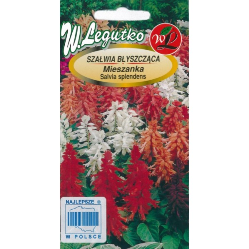 Szałwia błyszcząca Mix kolorów  LEGUTKO