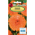 Nagietek lekarski Pomarańczowy LEGUTKO